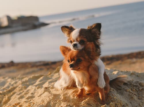 Two small dogs sitting on sand