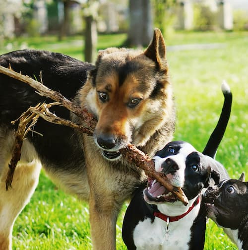 Dogs playing tug together