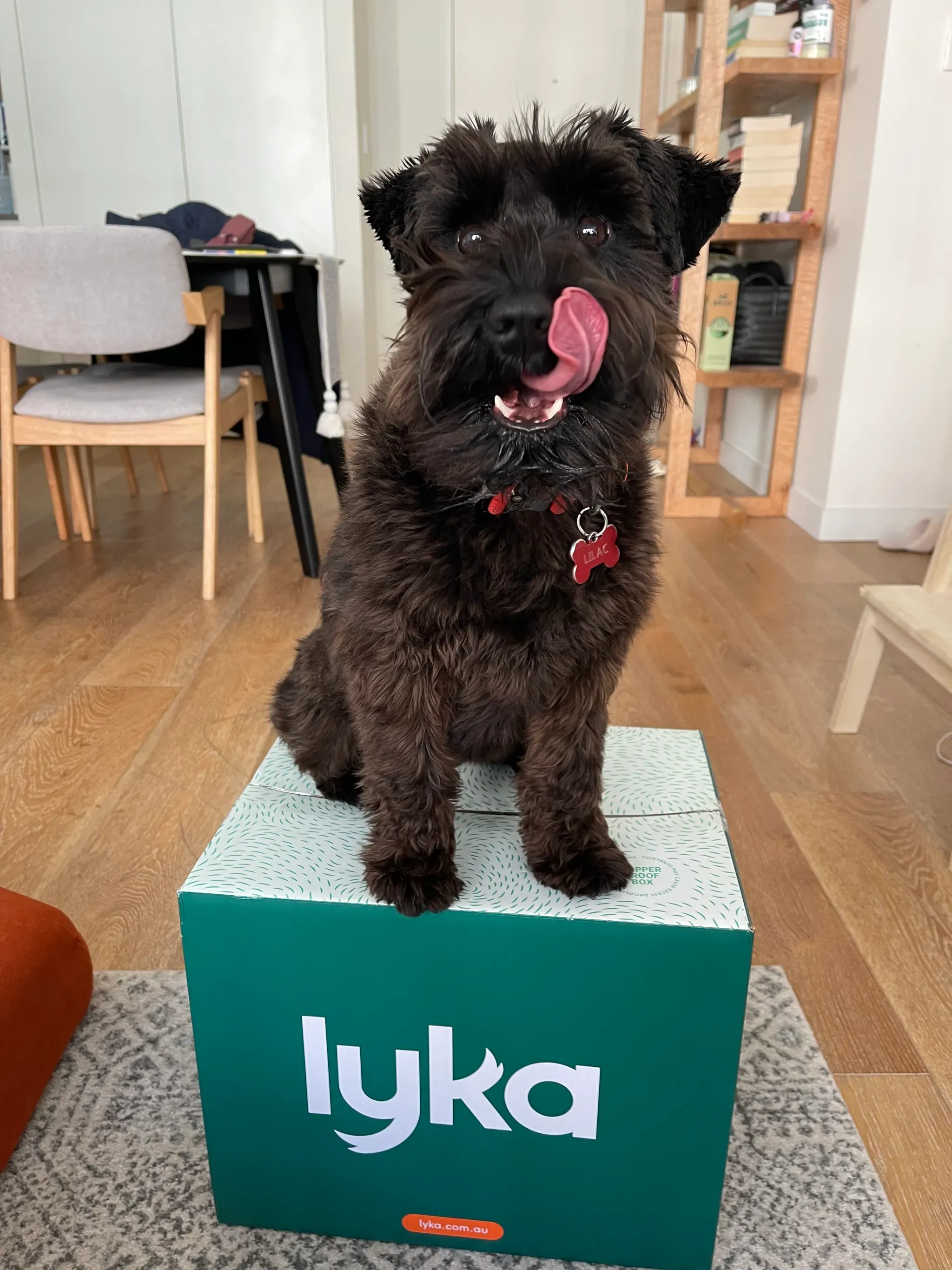 Lilac enjoying her Lyka meal