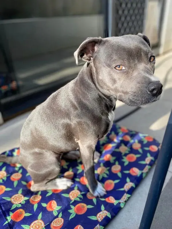 Maya, a blue staffy sitting on a colourful blanket