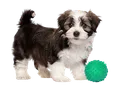 puppy